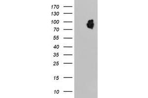 Western Blotting (WB) image for anti-Leucine Rich Repeat Containing 50 (LRRC50) antibody (ABIN1499206) (LRRC50 Antikörper)