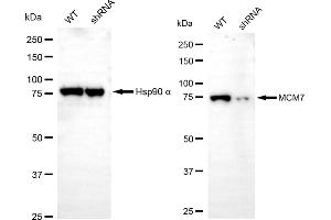 Western blotting analysis using MCM7 antibody (ABIN7799422).