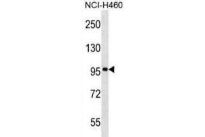 Western Blotting (WB) image for anti-F-Box and Leucine-Rich Repeat Protein 13 (FBXL13) antibody (ABIN2999226)