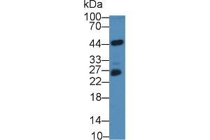 Western Blot; Sample:Mouse Serum; Primary Ab: 2µg/mL Rabbit Anti-Human NF2 Antibody Second Ab: 0.