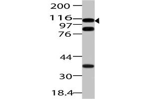 Image no. 1 for anti-Importin 7 (IPO7) (AA 1-322) antibody (ABIN5027310) (IPO7 Antikörper  (AA 1-322))