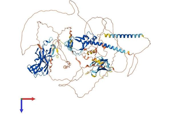 Chromosome 11open Reading Frame 9 (C11orf9) (AA 1-1138) protein (His tag)