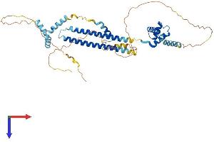 PBX2 Protein (AA 1-430) (His tag)