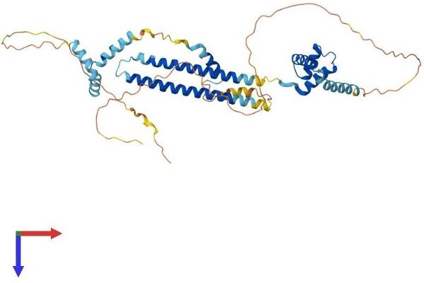 PBX2 Protein (AA 1-430) (His tag)