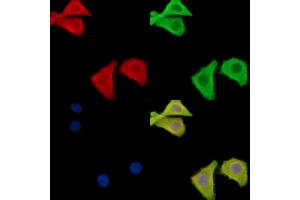 ABIN6262948 and ABIN6278588 staining Hela cells by IF/ICC. (GAL4 Antikörper  (N-Term))