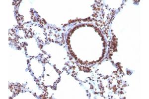 Formalin-fixed, paraffin-embedded Rat Lung stained with Pan-Nuclear Antigen Monoclonal Antibody (NM106). (Nuclear Antigen (Pan-Nuclear Marker) Antikörper)