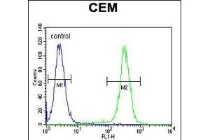 HIST1H2B Antibody (Center) (ABIN654684 and ABIN2844377) flow cytometric analysis of CEM cells (right histogram) compared to a negative control cell (left histogram). (HIST1H2BJ Antikörper  (AA 57-86))