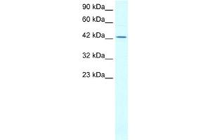 WB Suggested Anti-ALF Antibody Titration:  0. (ALF (N-Term) Antikörper)