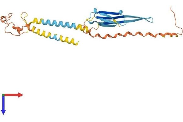 ODF1 Protein (AA 1-250) (His tag)