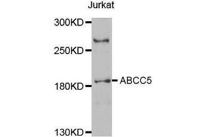 Western blot analysis of extracts of Jurkat cell line, using ABCC5 antibody. (ABCC5 Antikörper  (AA 1-179))