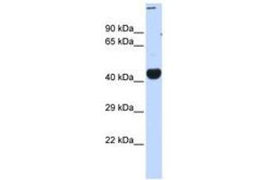 Image no. 1 for anti-CREB/ATF BZIP Transcription Factor (CREBZF) (C-Term) antibody (ABIN6740456) (CREBZF Antikörper  (C-Term))