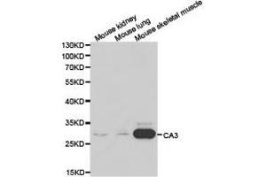 Western Blotting (WB) image for anti-Carbonic Anhydrase III (CA3) antibody (ABIN1871389)
