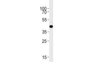 S1pr1 antibody western blot analysis in zebrafish brain tissue lysate