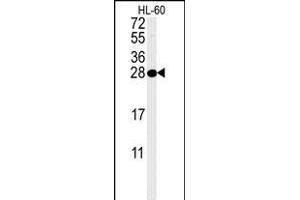 PSME1 Antibody (C-term)&65288,Cat(ABIN651448 and ABIN2840245)&65289,western blot analysis in HL-60 cell line lysates (35 μg/lane).