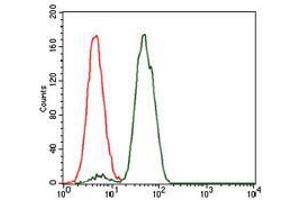 Flow cytometric analysis of Jurkat cells using NCK1 mouse mAb (green) and negative control (red). (NCK1 Antikörper)