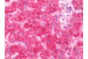 Anti-PUF60 antibody IHC staining of human liver. (PUF60 Antikörper  (AA 346-523))