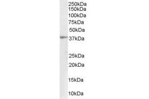 ABIN185396 (1µg/ml) staining of Human Kidney lysate (35µg protein in RIPA buffer). (RNLS Antikörper  (Internal Region))