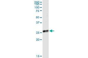 Immunoprecipitation of IGKC transfected lysate using anti-IGKC MaxPab rabbit polyclonal antibody and Protein A Magnetic Bead , and immunoblotted with IGKC purified MaxPab mouse polyclonal antibody (B01P) . (IGKC Antikörper  (AA 1-234))
