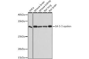 Western blot analysis of extracts of various cell lines, using 14-3-3 epsilon Rabbit mAb (ABIN7265309) at 1:1000 dilution. (YWHAE Antikörper)