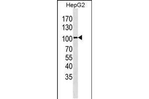 Western blot analysis in HepG2 cell line lysates (35ug/lane). (LGR5 Antikörper  (AA 443-473))