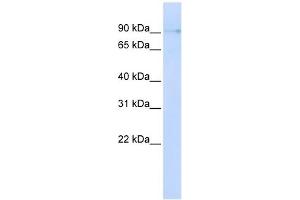 ZCCHC14 antibody used at 1 ug/ml to detect target protein. (ZCCHC14 Antikörper  (N-Term))
