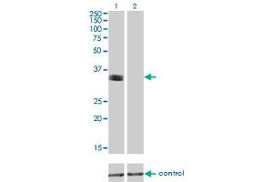 Western blot analysis of PHOX2A over-expressed 293 cell line, cotransfected with PHOX2A Validated Chimera RNAi (Lane 2) or non-transfected control (Lane 1). (PHOX2A Antikörper  (AA 1-90))