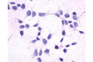 Anti-GPR44 / CRTH2 antibody immunocytochemistry (ICC) staining of untransfected HEK293 human embryonic kidney cells. (Prostaglandin D2 Receptor 2 (PTGDR2) (Extracellular Domain) Antikörper)