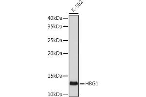 Western blot analysis of extracts of K-562 cells, using HBG1 antibody (ABIN1513161, ABIN3021038, ABIN3021039 and ABIN7101335) at 1:500 dilution. (HBG1/2 Antikörper)
