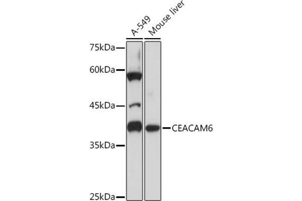 CEACAM6 Antikörper
