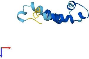 COA5 Protein (AA 1-74) (Fc Tag)