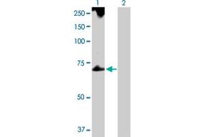 Western Blot analysis of TROVE2 expression in transfected 293T cell line by TROVE2 MaxPab polyclonal antibody. (TROVE2 Antikörper  (AA 1-538))