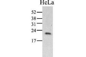 Image no. 1 for anti-Peptidylprolyl Isomerase C (Cyclophilin C) (PPIC) (AA 39-197) antibody (ABIN951768) (PPIC Antikörper  (AA 39-197))