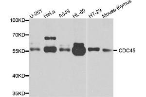Western blot analysis of extracts of various cells, using cdc45 antibody. (CDC45 Antikörper)
