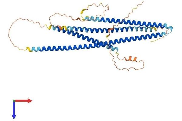CCDC78 Protein (AA 1-437) (His tag)