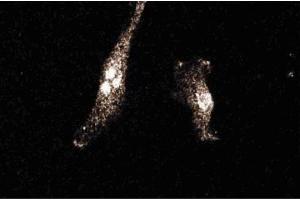 Image no. 2 for anti-Solute Carrier Family 3 (Activators of Dibasic and Neutral Amino Acid Transport), Member 2 (SLC3A2) (AA 9-204) antibody (ABIN968570)