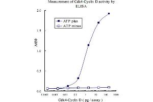 ELISA measurement of recombinant Cdk4-CyclinD kinase activity using RB1 (phospho S807) monoclonal antibody, clone 5H12 . (Retinoblastoma 1 Antikörper  (pSer807))