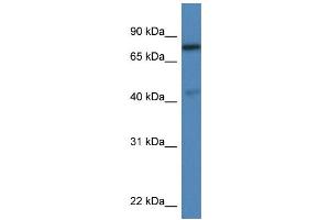 WB Suggested Anti-Usp10 Antibody Titration: 1. (USP10 Antikörper  (C-Term))