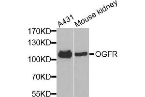 Western blot analysis of extracts of various cells, using OGFR antibody.