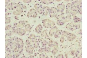 Immunohistochemistry of paraffin-embedded human pancreatic tissue using ABIN7150809 at dilution of 1:100 (DCTN3 Antikörper  (AA 1-176))