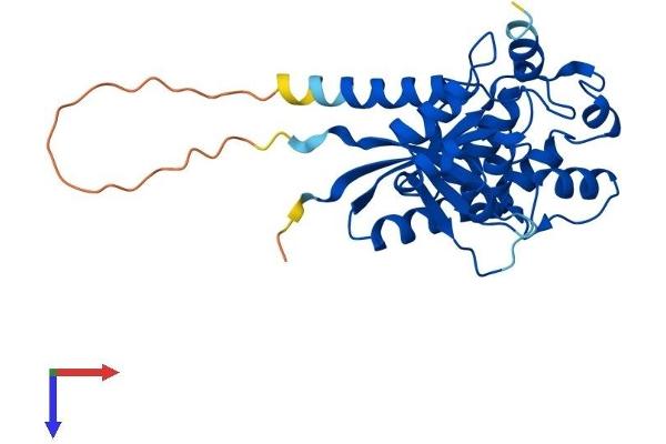 NMNAT1 Protein (AA 1-279) (His tag)