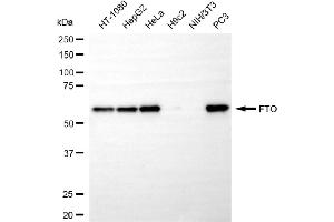 Western blotting analysis using FTO antibody (ABIN7798581). (Rekombinanter FTO Antikörper)