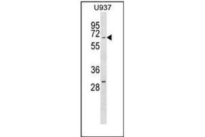 Western blot analysis of RGS14 Antibody  in U937 cell line lysates (35ug/lane).