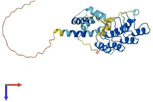 ACBD6 Protein (AA 1-282) (His tag)