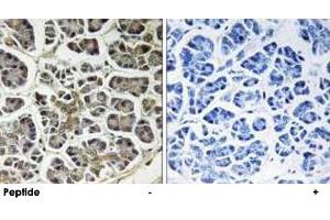 Immunohistochemistry analysis of paraffin-embedded human pancreas tissue using ATP5G2 polyclonal antibody . (ATP5G2 Antikörper  (AA 1-50))