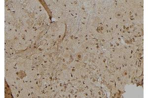 ABIN6277013 at 1/100 staining Mouse brain tissue by IHC-P.