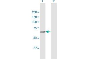 Western Blot analysis of SQLE expression in transfected 293T cell line by SQLE MaxPab polyclonal antibody.