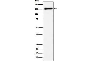 Western blot analysis of CNTN4 expression in Human cerebellum cell lysate.