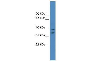 Western Blot showing UFD1L antibody used at a concentration of 1-2 ug/ml to detect its target protein.
