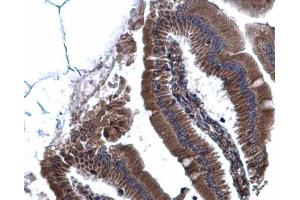 IHC-P Image Calnexin antibody [N3C2], Internal detects Calnexin protein at cytoplasm on mouse duodenum by immunohistochemical analysis.