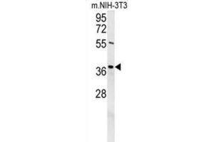 Western Blotting (WB) image for anti-Exonuclease 5 (EXO5) antibody (ABIN2995666)